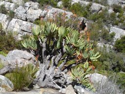 Kumara plicatilis tree squashed flat